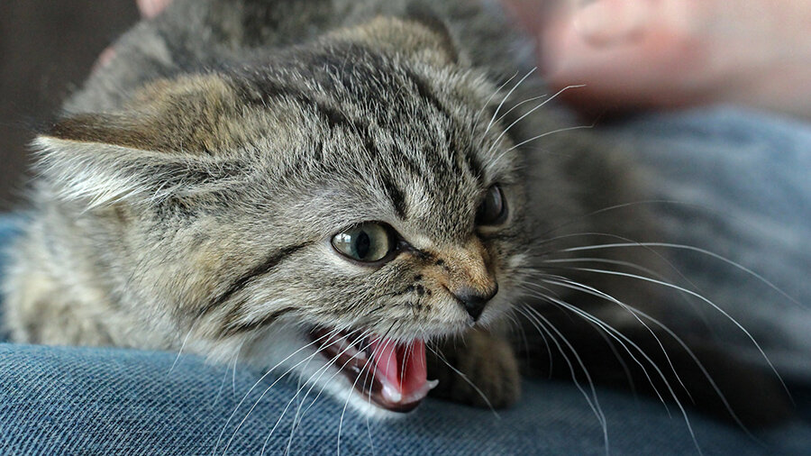 🐱Почему кошка или кот мяукает без причины | Нос, хвост, лапы | Дзен