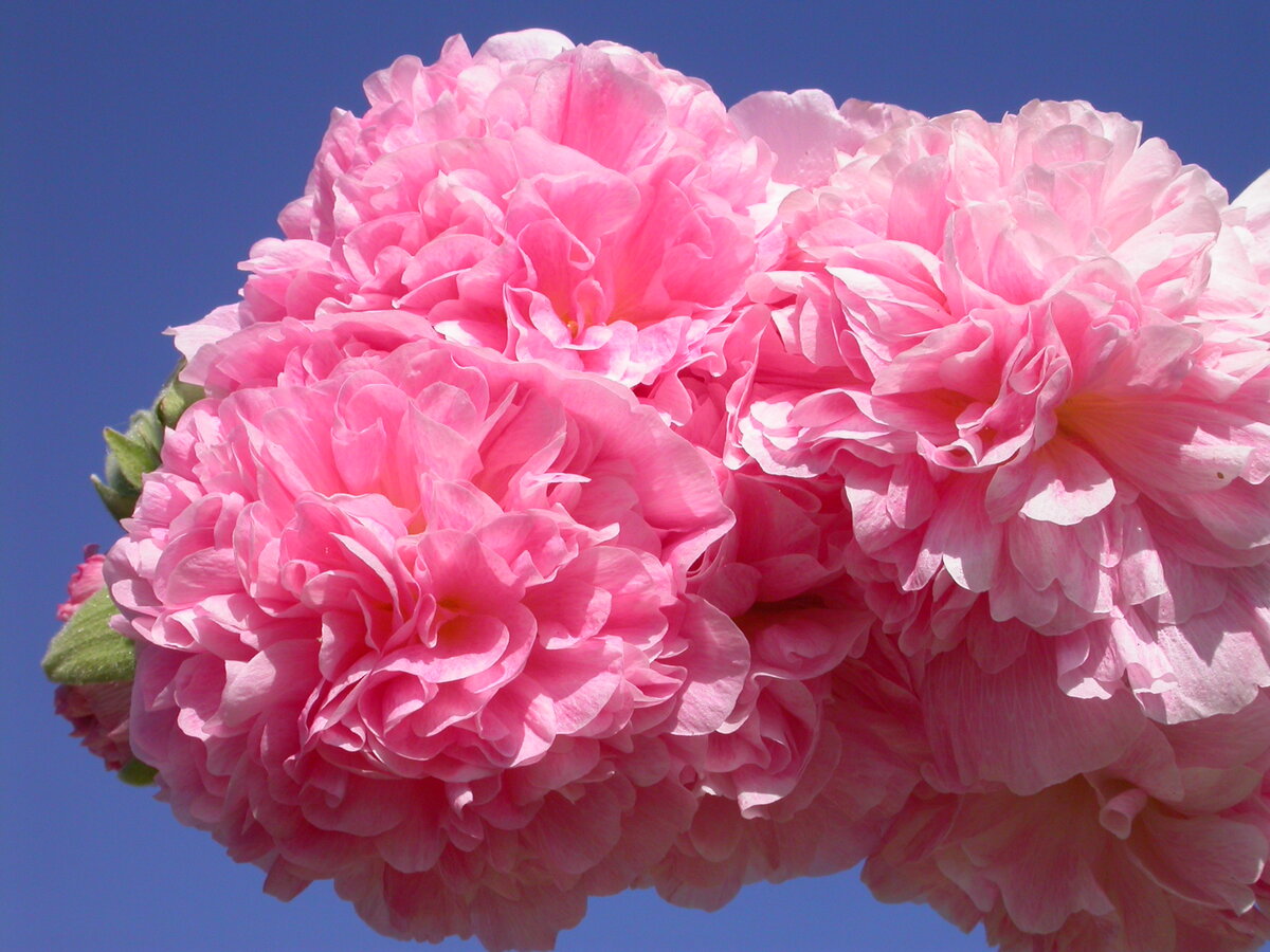 Мальва Розовые кружева от Гавриш