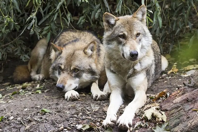 🐺Волки в лесу