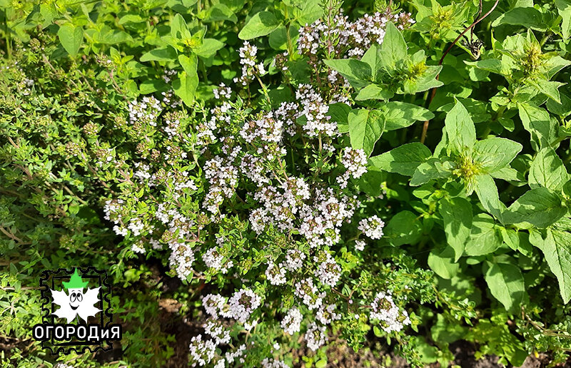 Чабрец (тимьян) и душица, 5 июня 2022 г., Курск