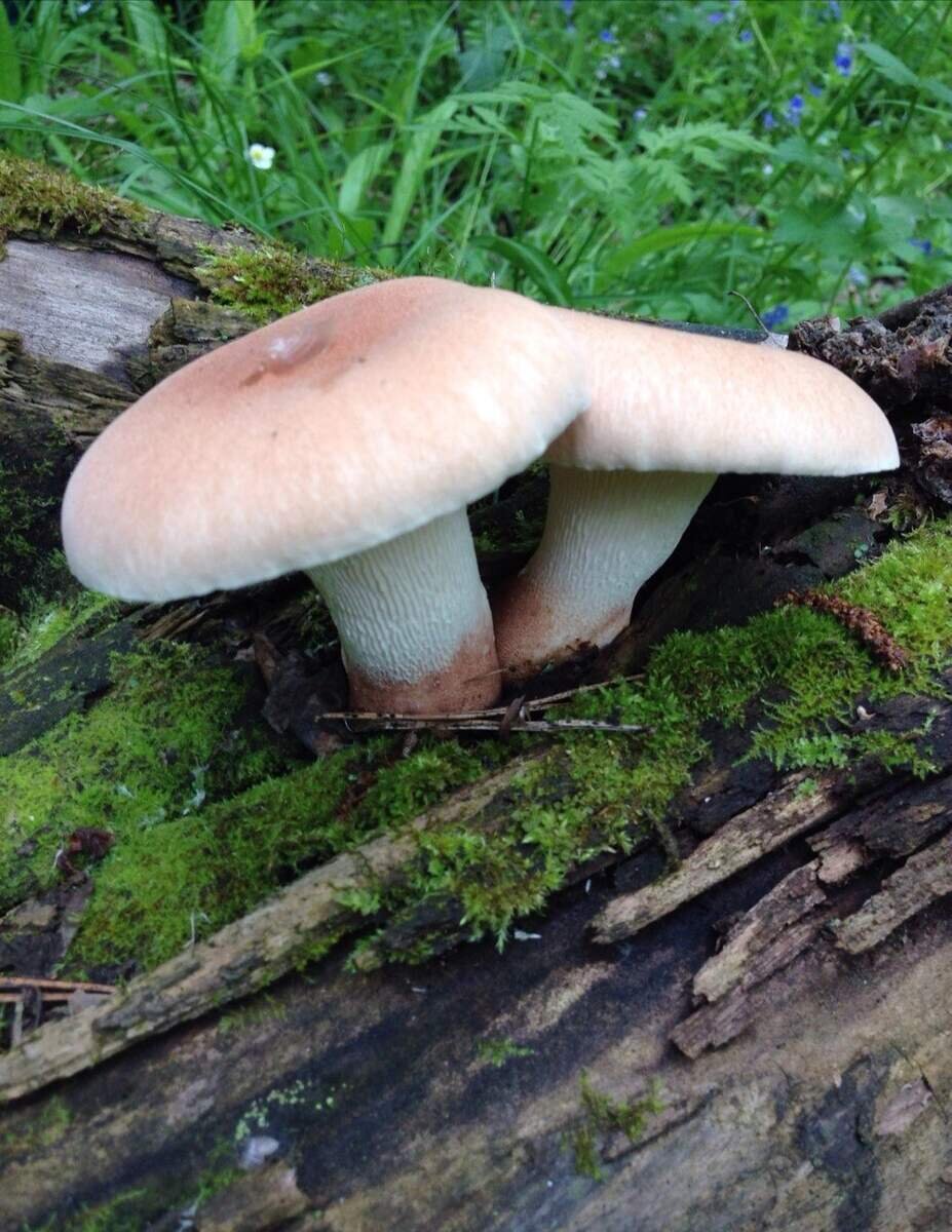 Пилолистник бокаловидный - гриб для понимающих (фото пользователя Тратата)