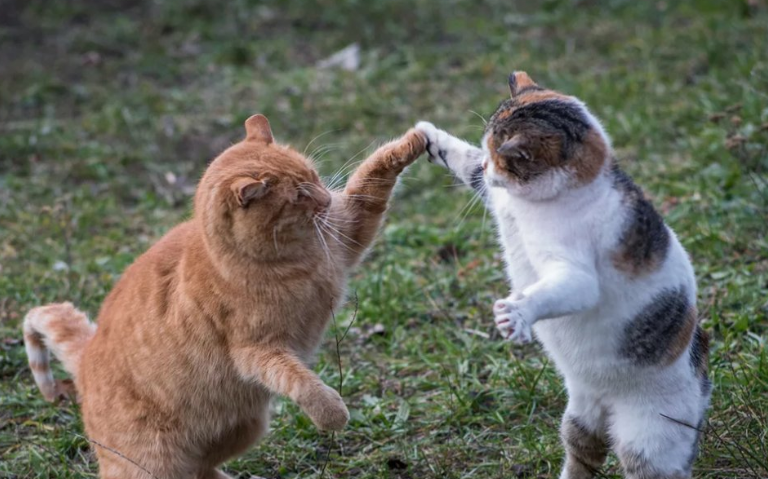 "Танцующие" коты