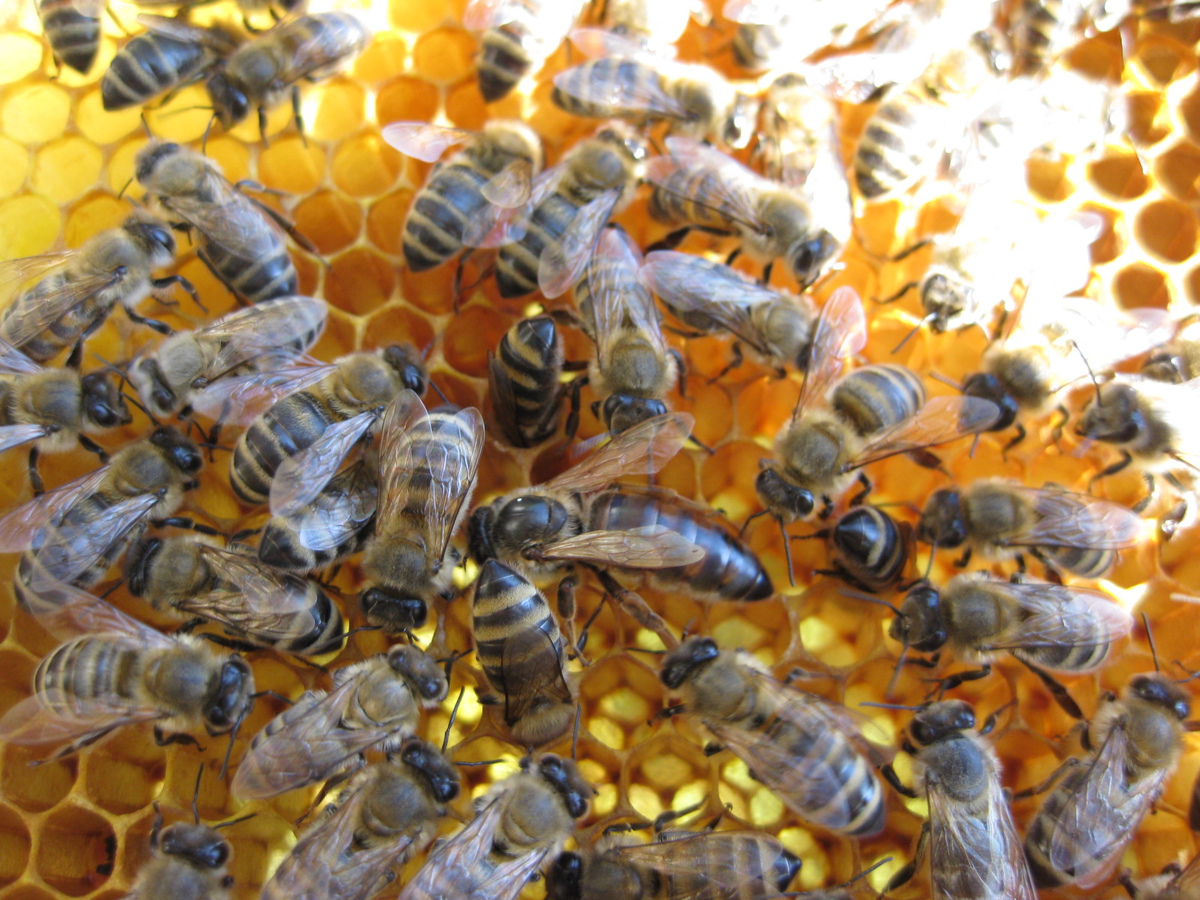 Среднерусская пчела. Среднерусская пчела и Карпатка. Матка среднерусской пчелы. Пчеломатка Карпатка. Какая порода пчел