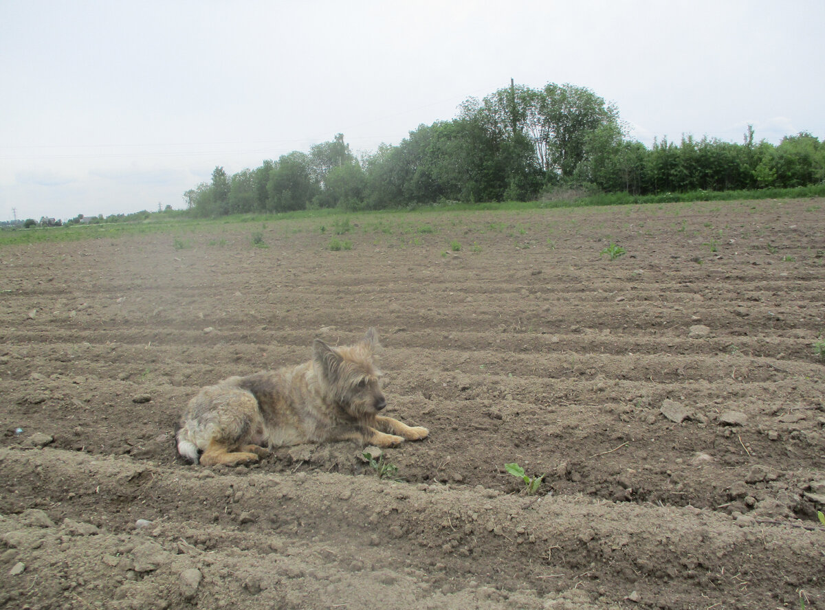 ТАСЯ ПРИСТУПИЛА К РАБОТЕ