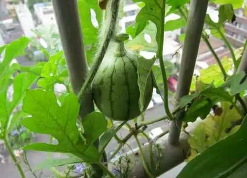 С сайта https://wildgarden.ru