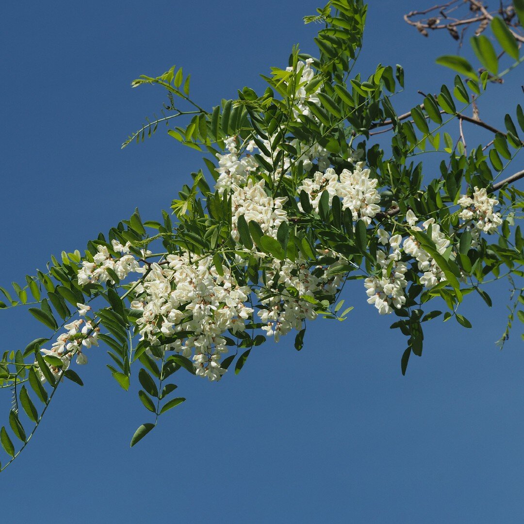 Robinia pseudoacacia. Листайте галерею