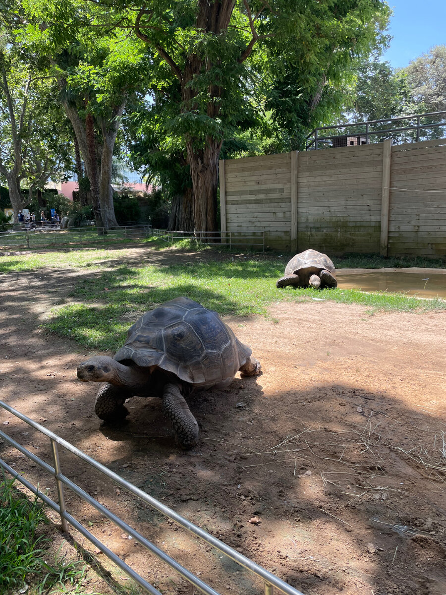 ZOO Barcelona. Зоопарк Барселоны. Что нового в 2022 году. Цены на вход. |  Tu amiga Maria | Дзен