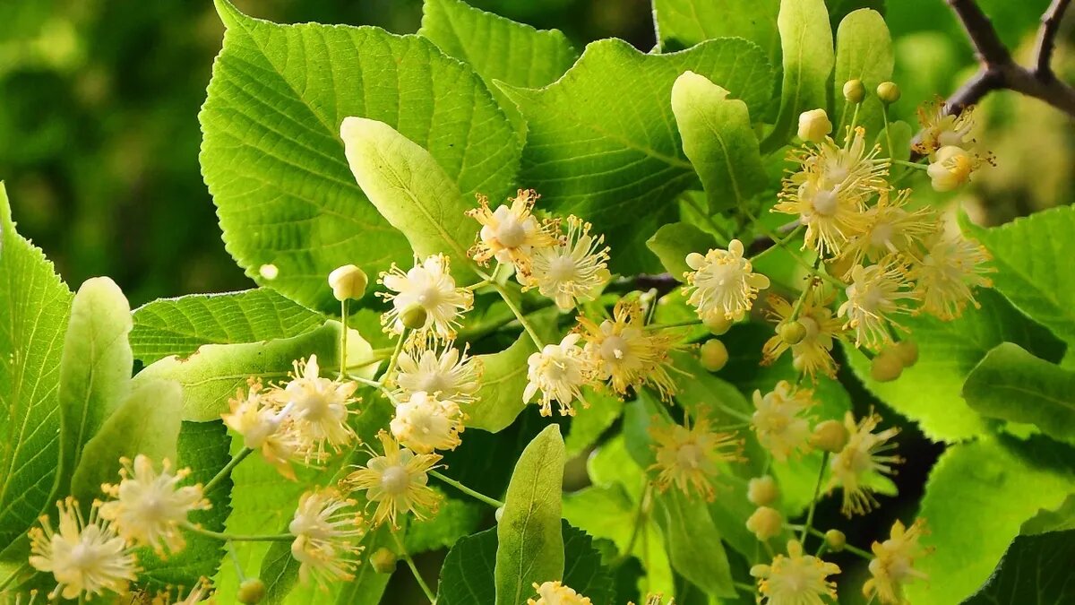 В этот день собирали липовый цвет. Фото: pxfuel.com 