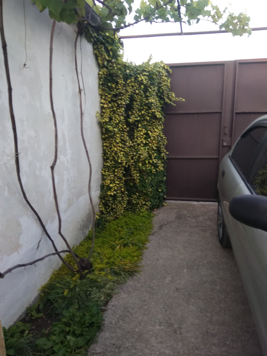      Сегодня решила написать про плющ,или хедеру.У меня несколько сортов этой хедеры. Было больше ,но повторюсь,что мое невнимание к растениям несколько лет ,дало свои результаты. Многое было утеряно