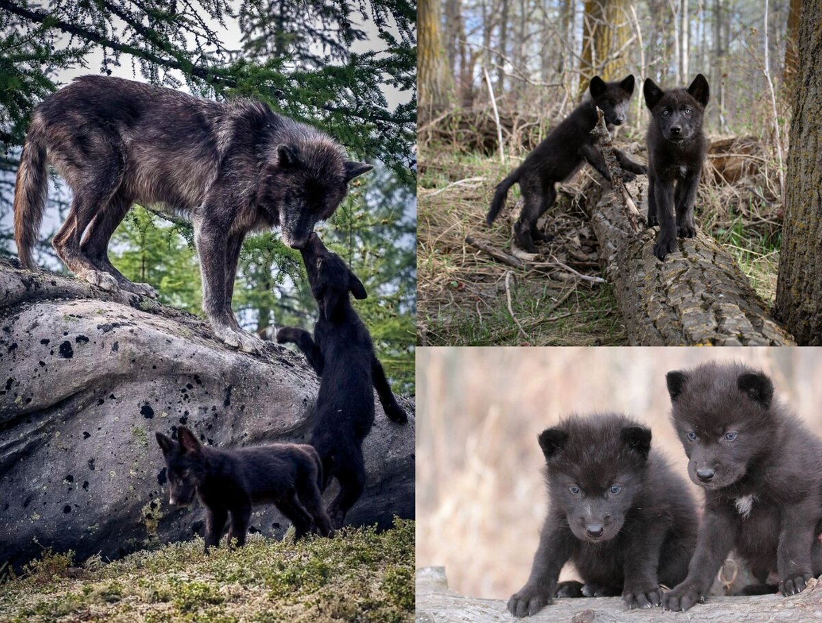 Чёрный волк - меланистический вариант серого волка. Чёрные волки считаются самыми редкими из всех псовых.-2