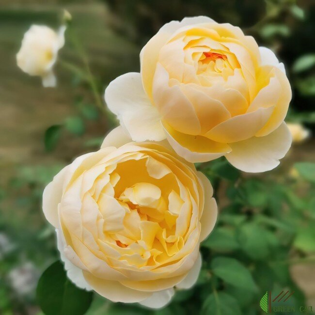 Английские розы - кулачок целостности и многогранности