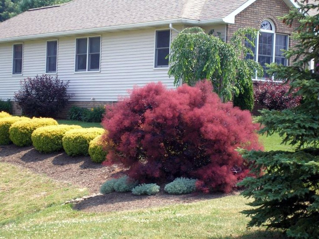 Скумпия Кожевенная Cotinus coggygria