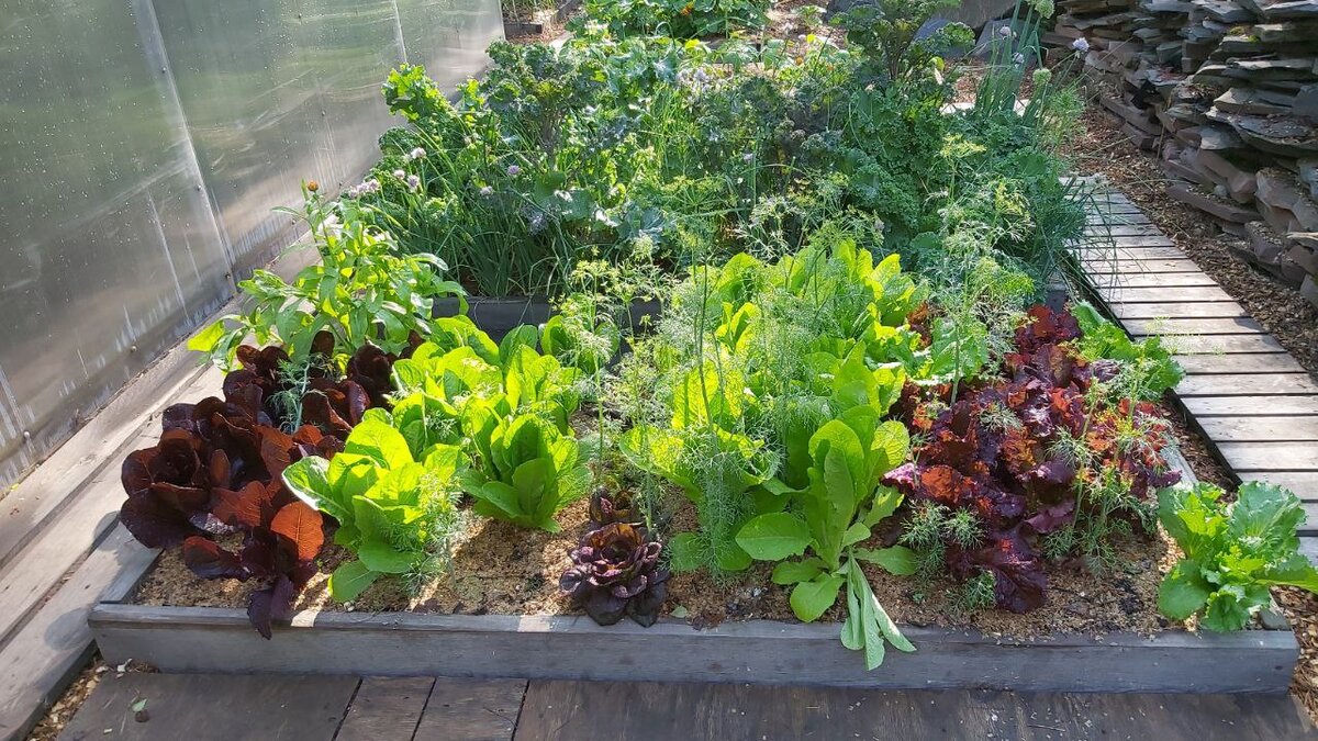 Красивые и урожайные грядки подписчицы Дачного агронома