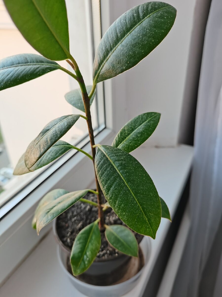 крупнолистные фикусы часто растут в 1 ствол