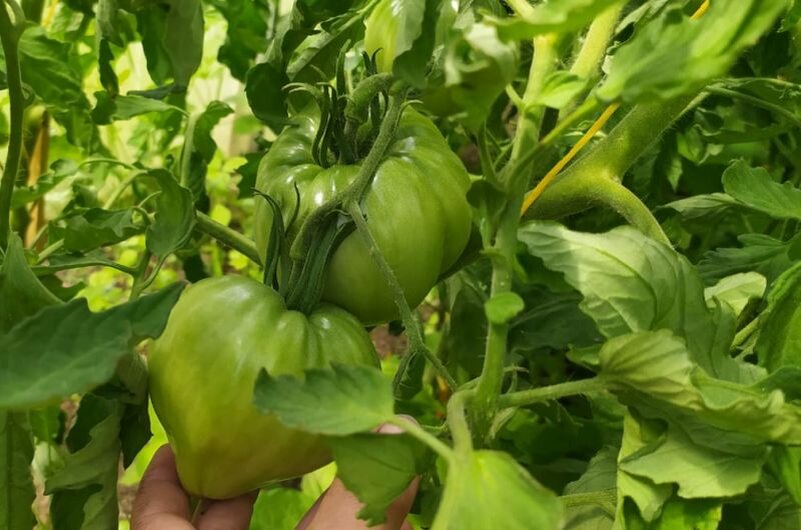 Это уже сформированные помидоры на кусте. Скоро начнут созревать.