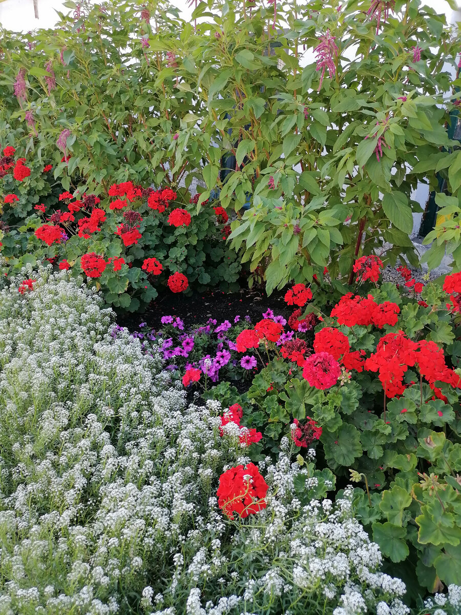 Цветы на территории монастыря. Фото автора 