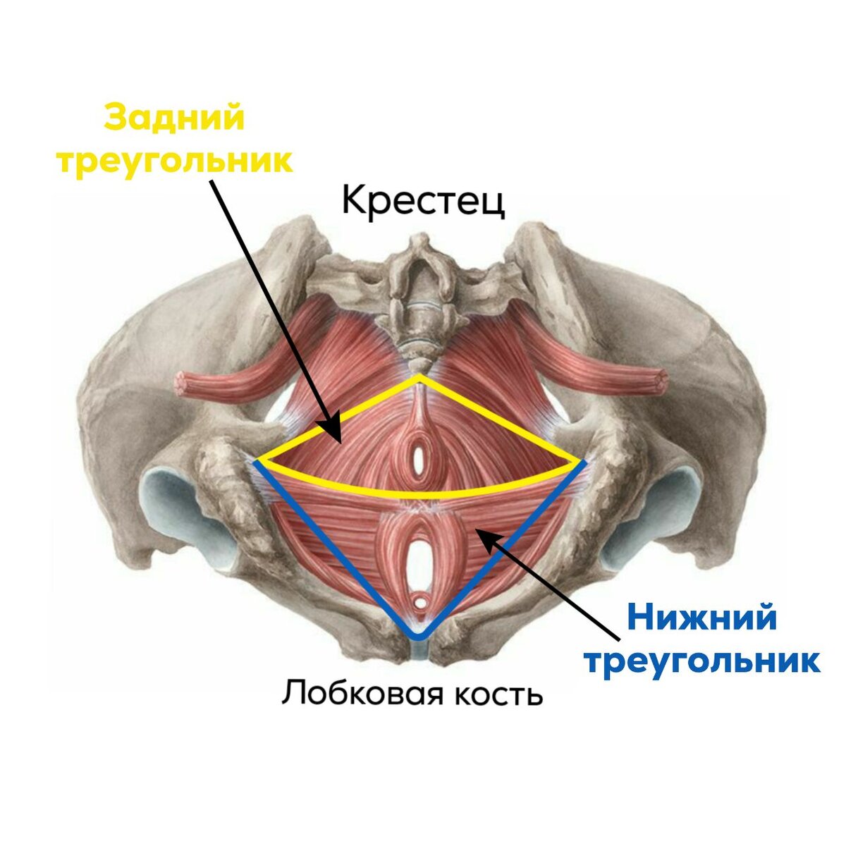 Мышцы таза Неттер