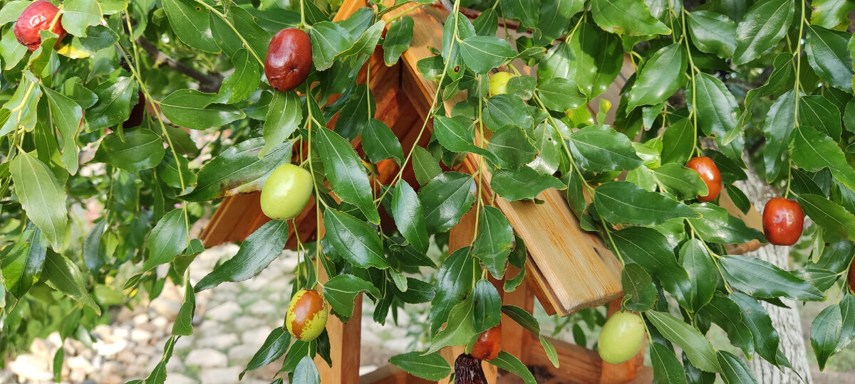 Деревья на 27 сентября 2022