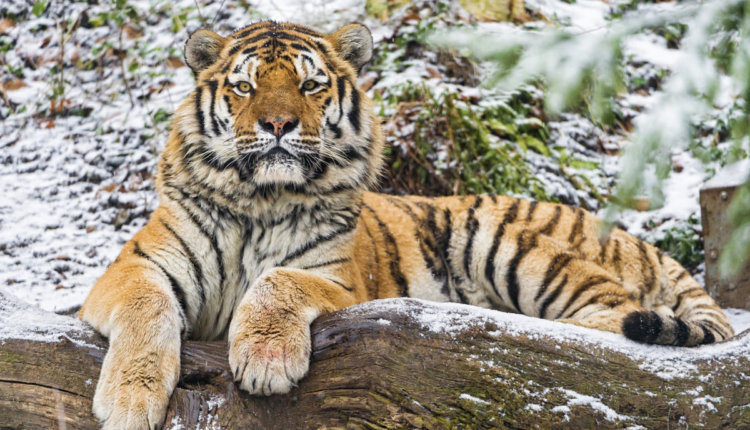 Фото: vsezhivoe.ru