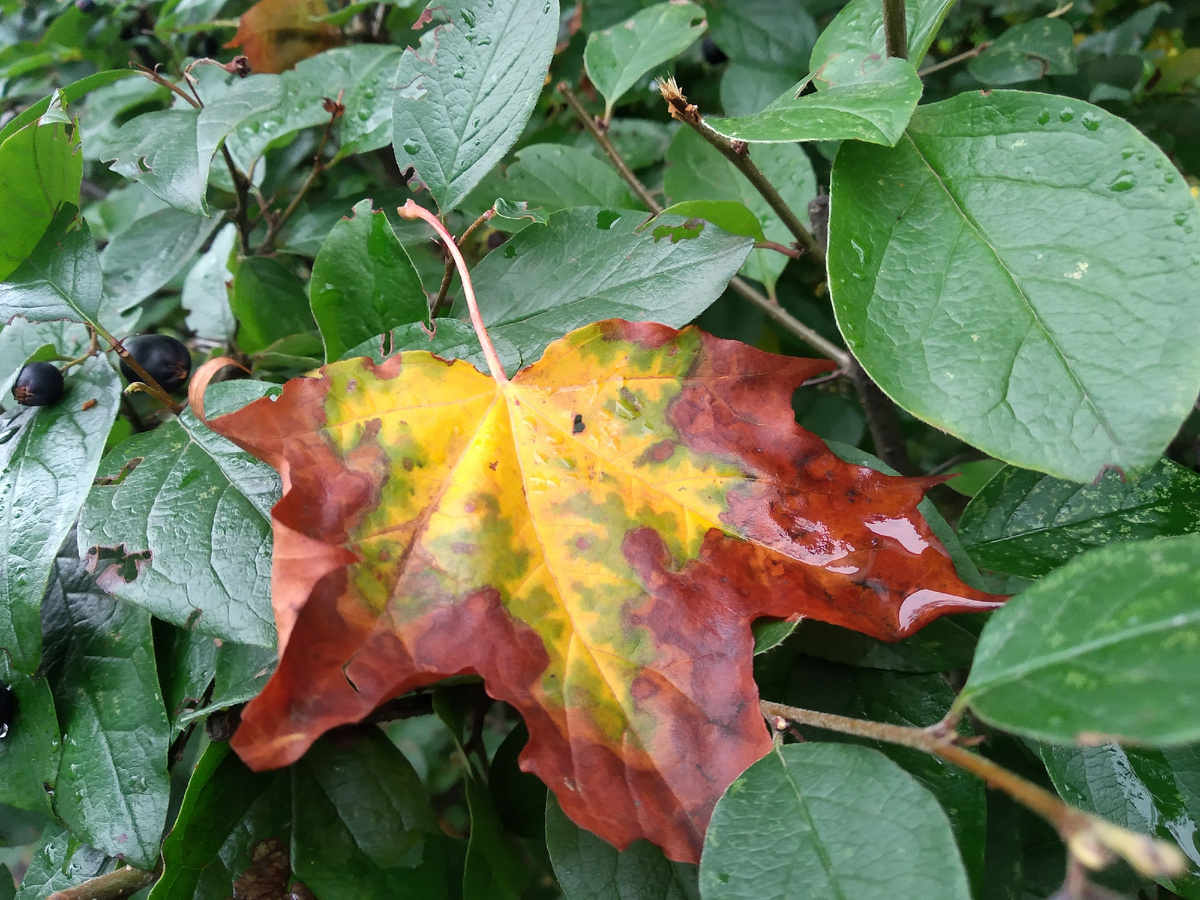 немного мокрой осени. в этом году листья почему-то "желтеют" вот так