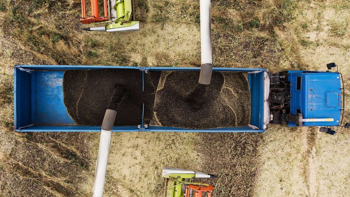    Сбор урожая рапса и пшеницы© РИА Новости . Александр Кряжев