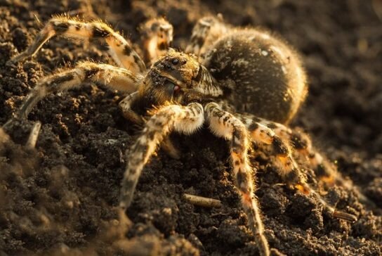 Южнорусский тарантул: внешний вид, особенности и фото