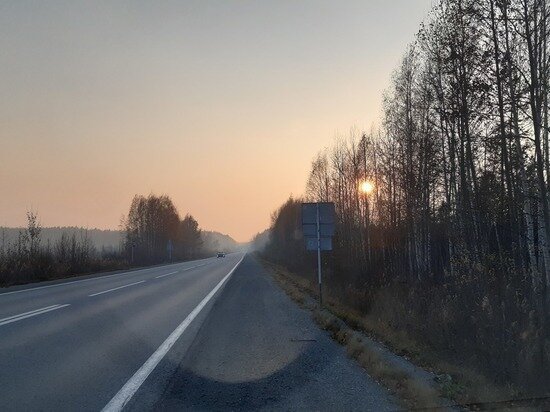     Грибы находят на Режевском тракте. Фото: Николай Курилов / "МК-Урал".
