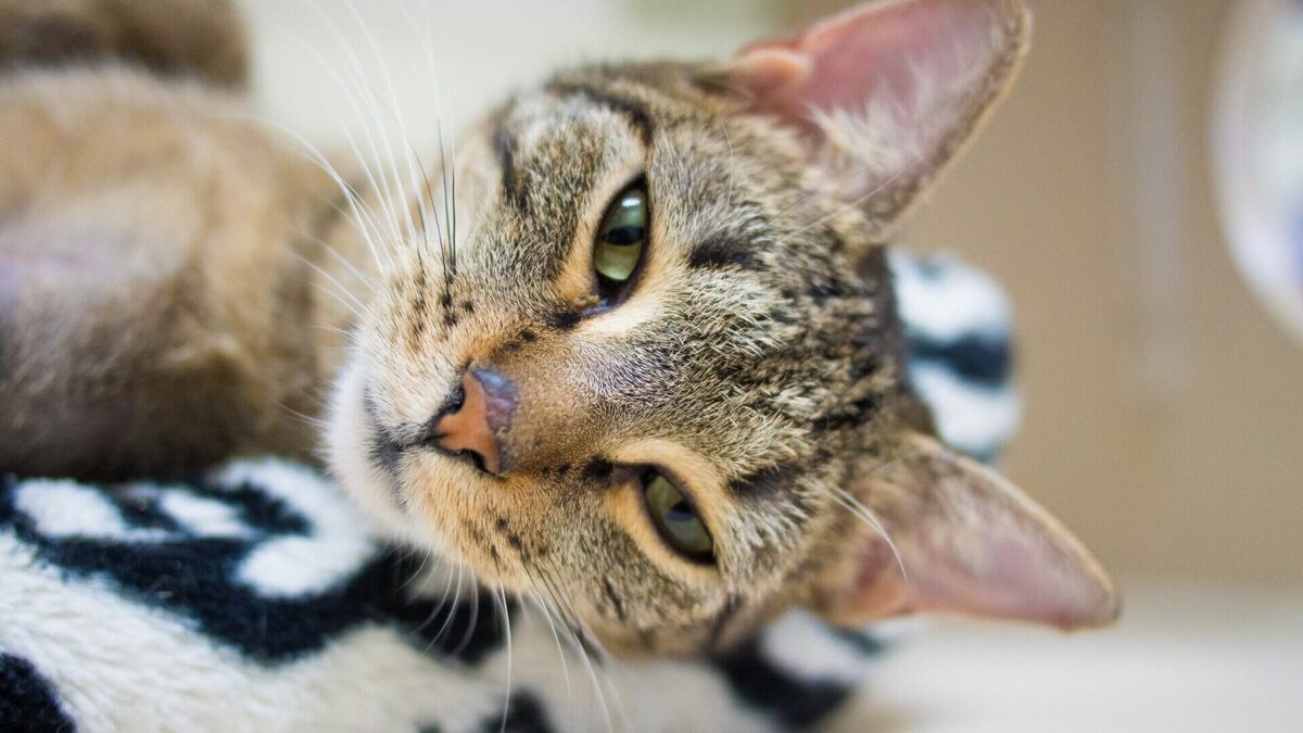     Владельцы «Чистого сердца» вызвались приютить животных хабаровчан, которые вынуждены уехать по причине частичной мобилизации.