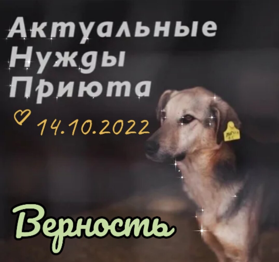 Каналы верности. Каналы верности. Приют верность смоленск. Каналы верности. Верность тв помощь животным.