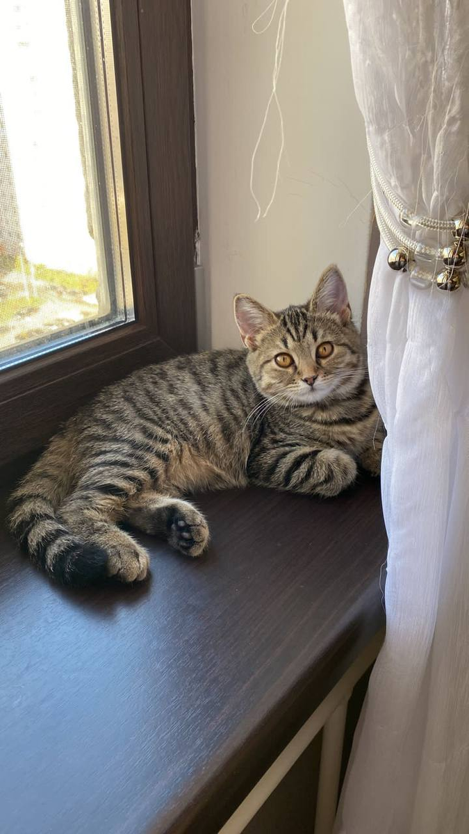 Мисс Простоквашка