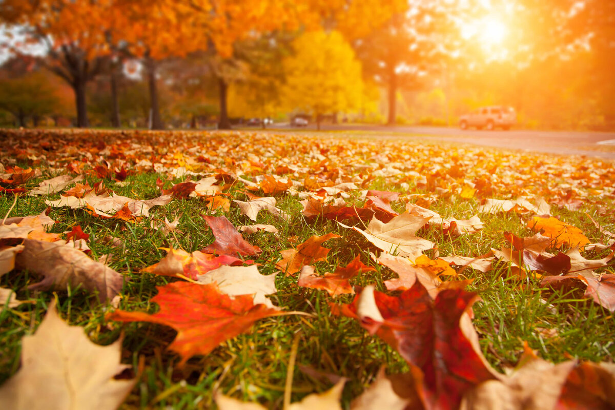 Октябрь – месяц золотящихся листьев, медленно опадающих с деревьев, время дождей и первого снега. Согласно одной народной мудрости, в октябре земля местами покрывается листьями, а где-то снегом.
