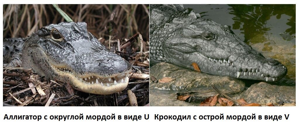 аллигатор и крокодил отличия