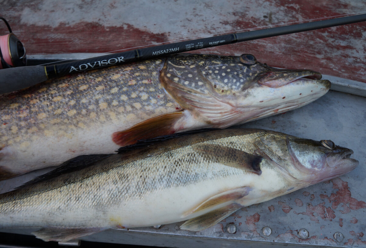Щука и судак с одной точки