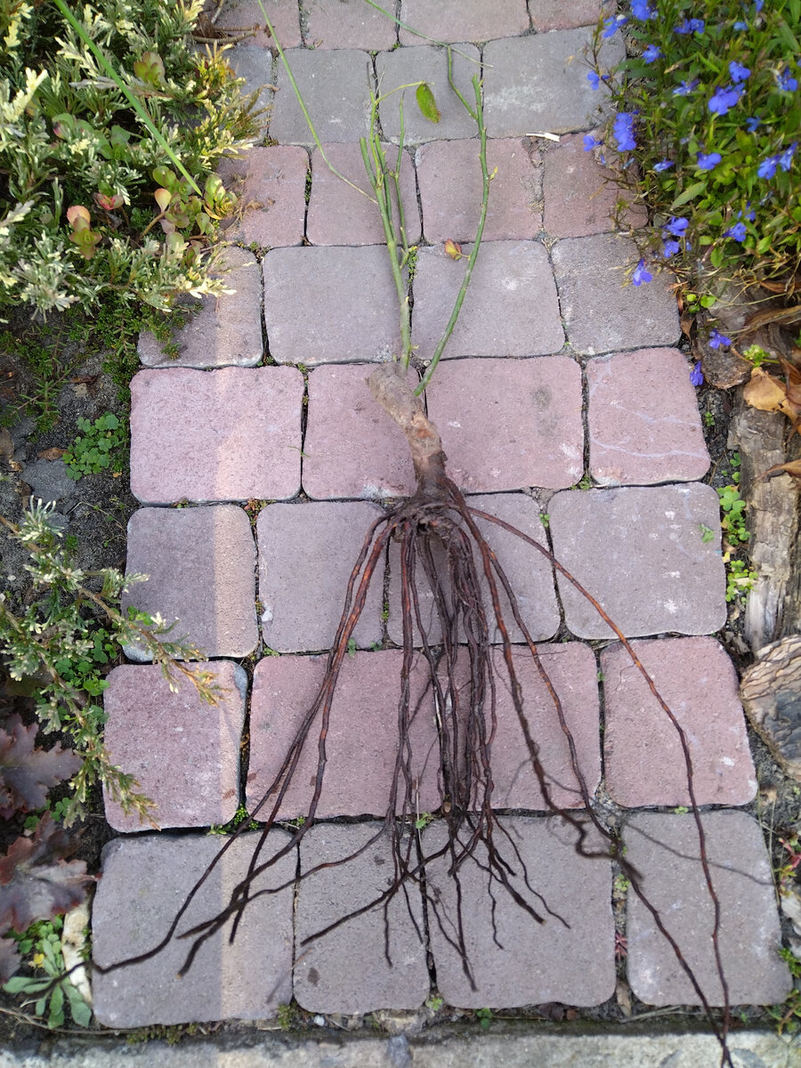 У этой розы хорошие корешочки