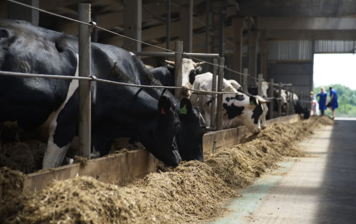 Из открытых источников