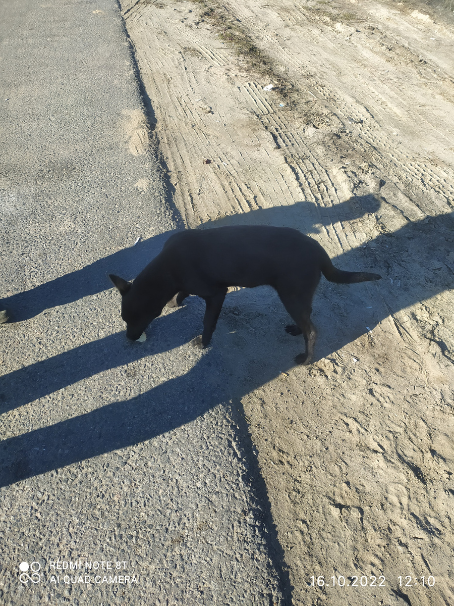 Вот такая собака в пути нам встретилась. Фото автора.