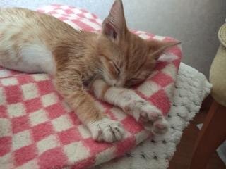 Мне примерно 1,5 месяца , я очень худой, но уже не такой грязный