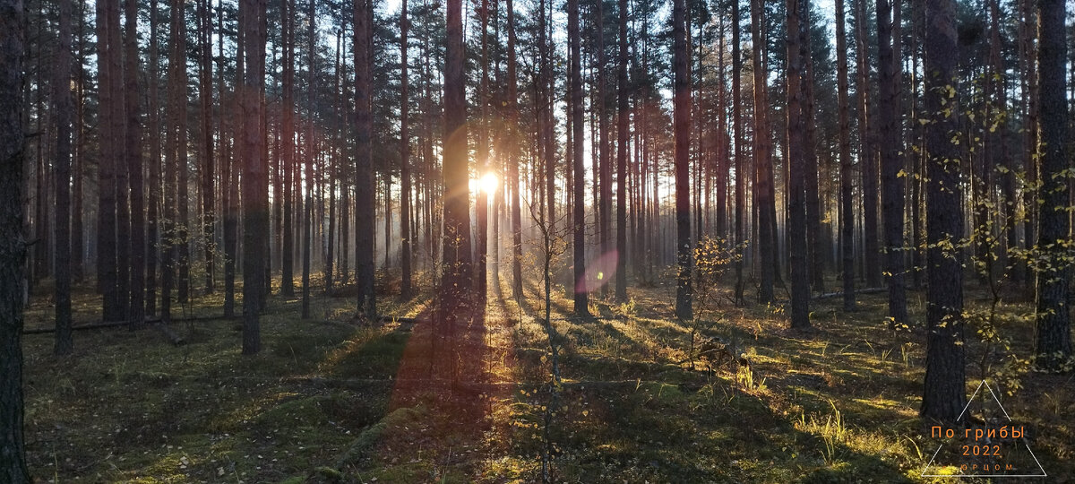 Рассвет встречает нас в лесу