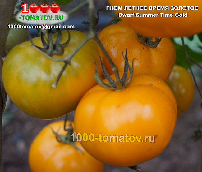 Томат Гном Летнее Время Золотое Dwarf Summer   Time Gold  фото 1