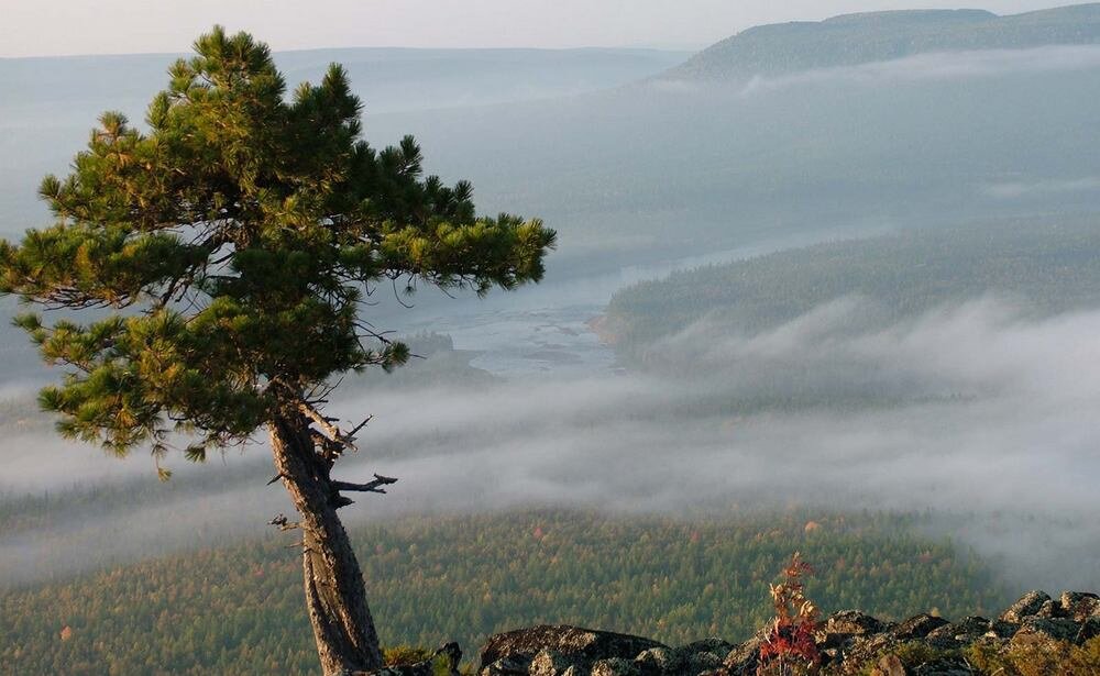 Дерево на утесе