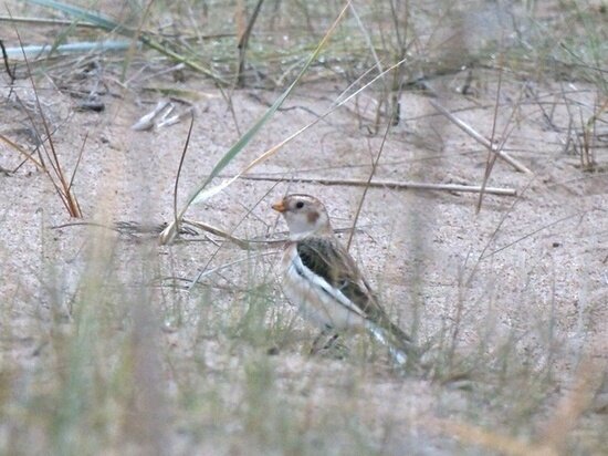     Птица считается предвестником морозов. Фото: Павел Глазков / «Каждой твари по паре»