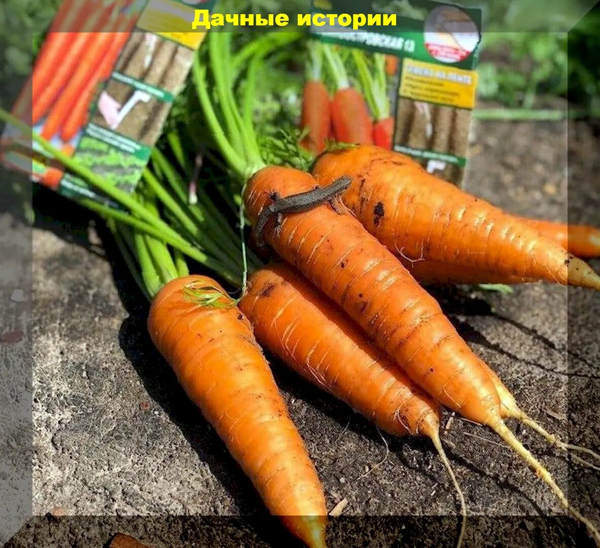 Морковь, редис и сельдерей. Что еще сажать в апреле на даче