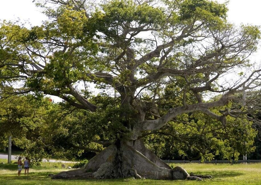 Священное дерево жизни Bombax Ceiba