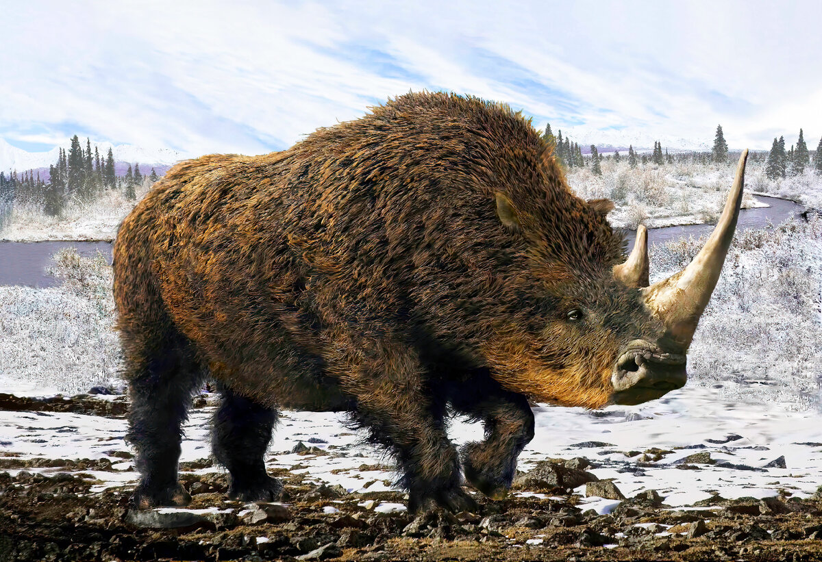 Шерстистый носорог. Носорог из плейстоцена. Вымершее животное. Факты о животных