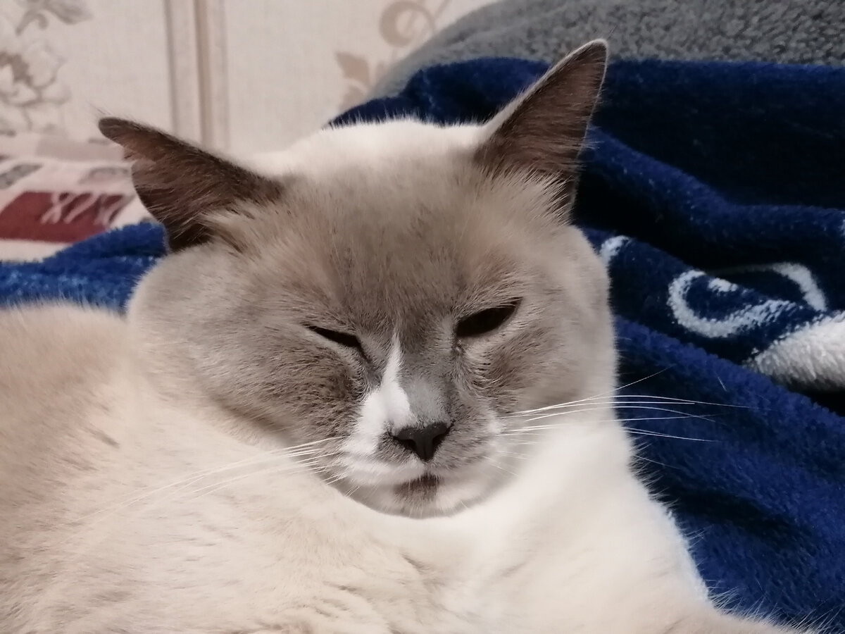 кот Рино