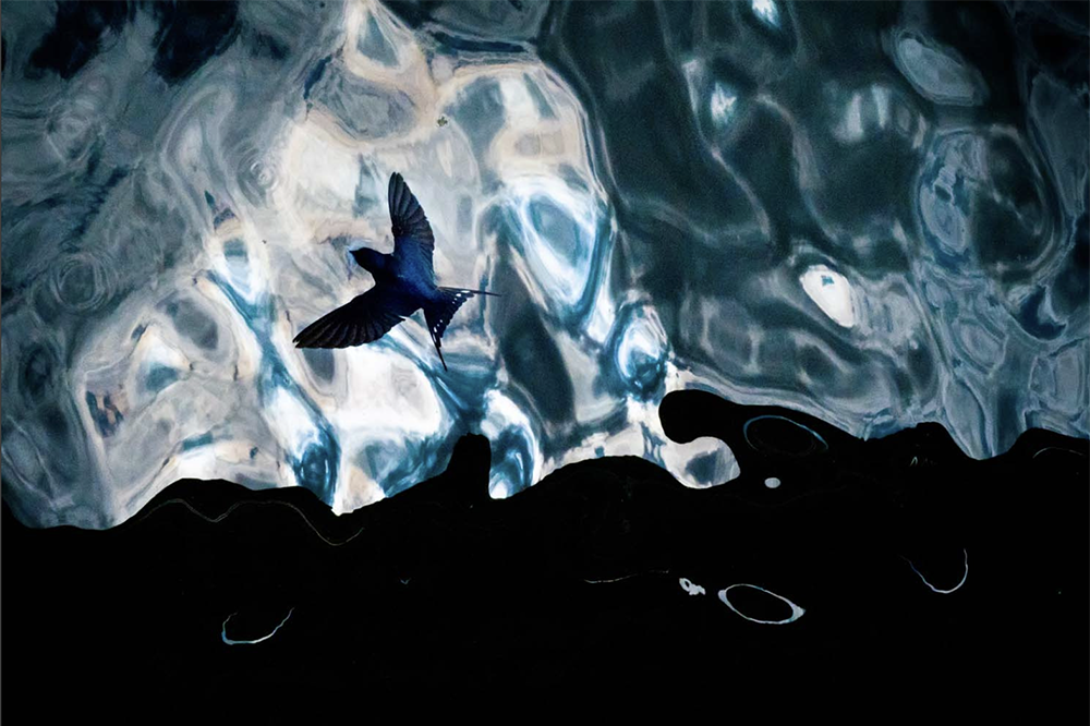    Фото: European Wildlife Photographer of the Year Awards
