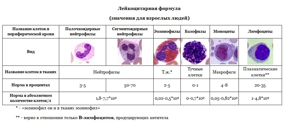 Нормы лимфоцитов в крови