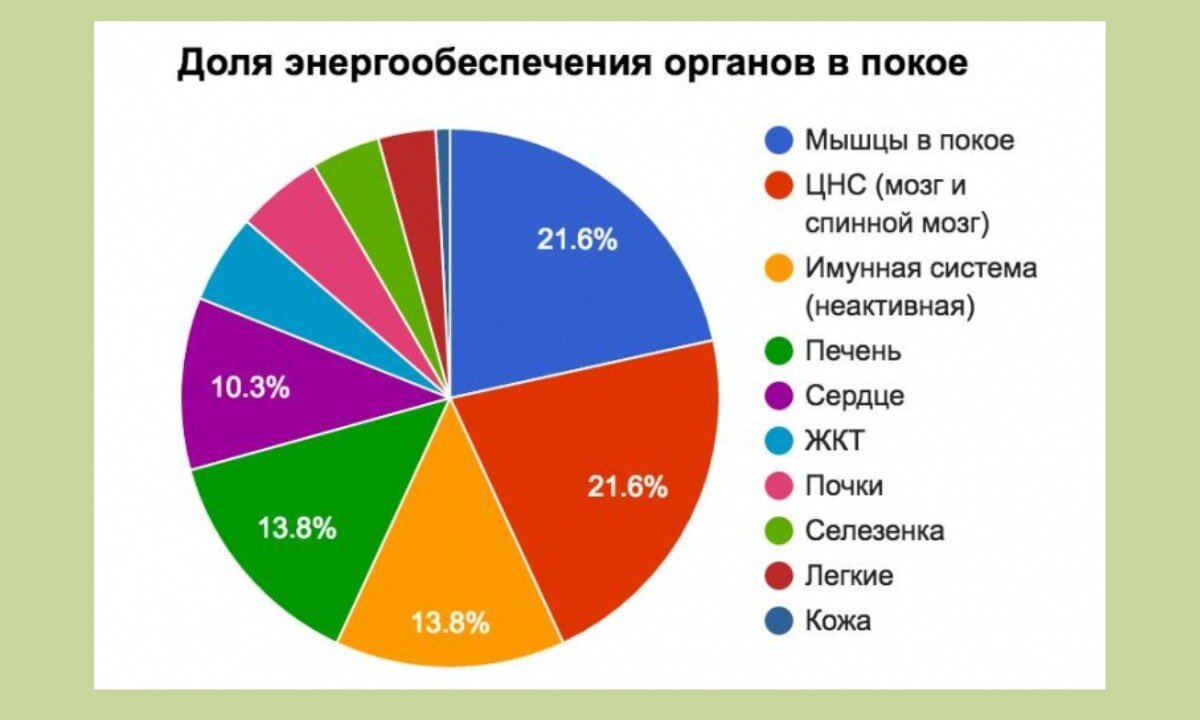 Процент мозга от тела. Потребление энергии органами человека. Какие органы тратят больше всего энергии. Расход энергии мозгом. Сколько энергии потребляет мозг.