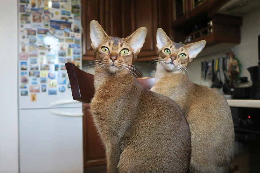     Тайны пушистых хищников: все, что нужно знать об Абиссинской кошке и Хауси