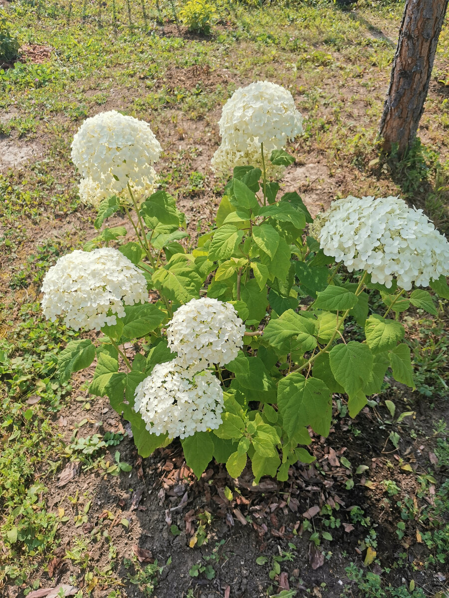 Аннабель на новом месте